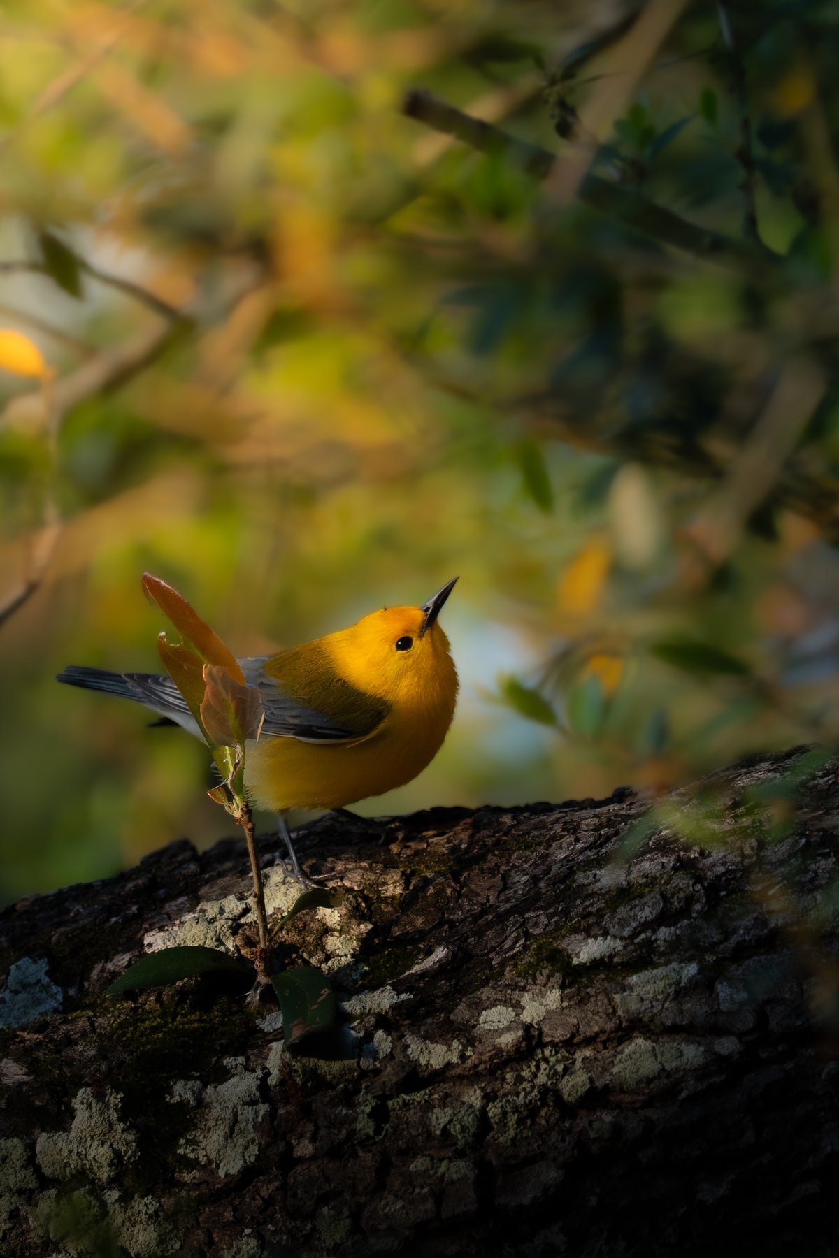 Prothonotary Warbler