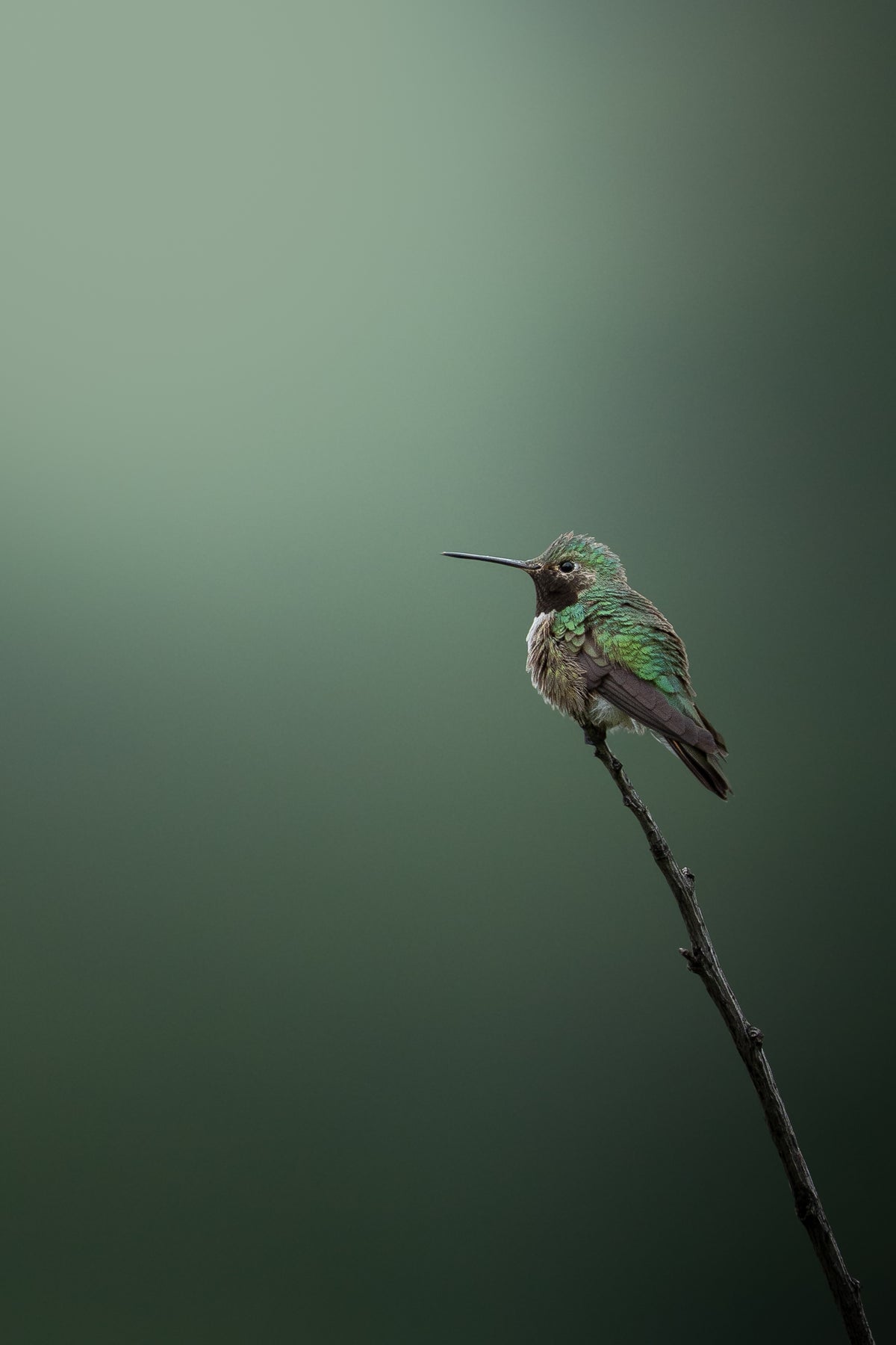Broad-tailed Hummingbird