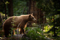 Yosemite Black Bear