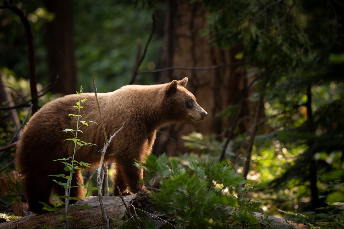 Yosemite Black Bear