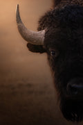 American Bison