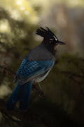 Steller's Jay