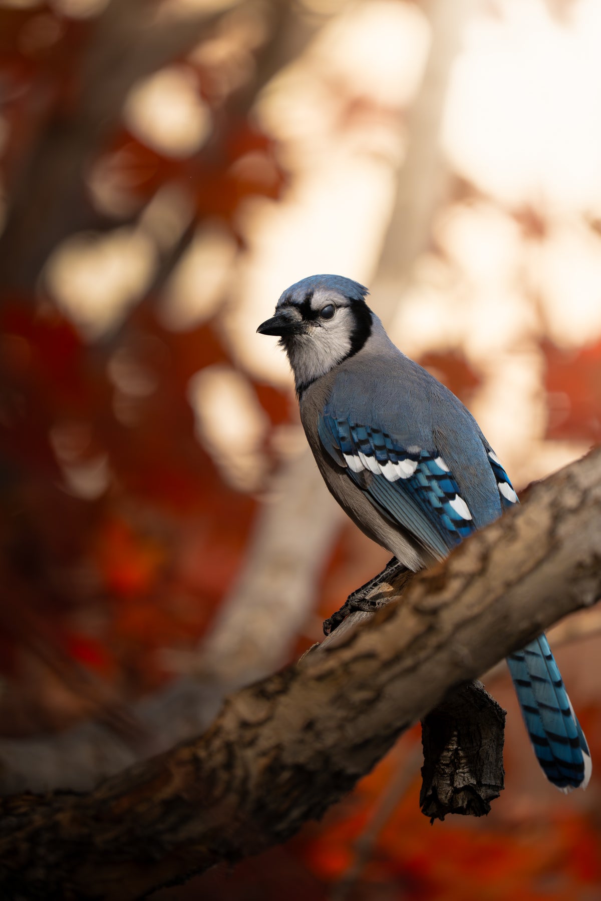 Blue Jay in Autumn