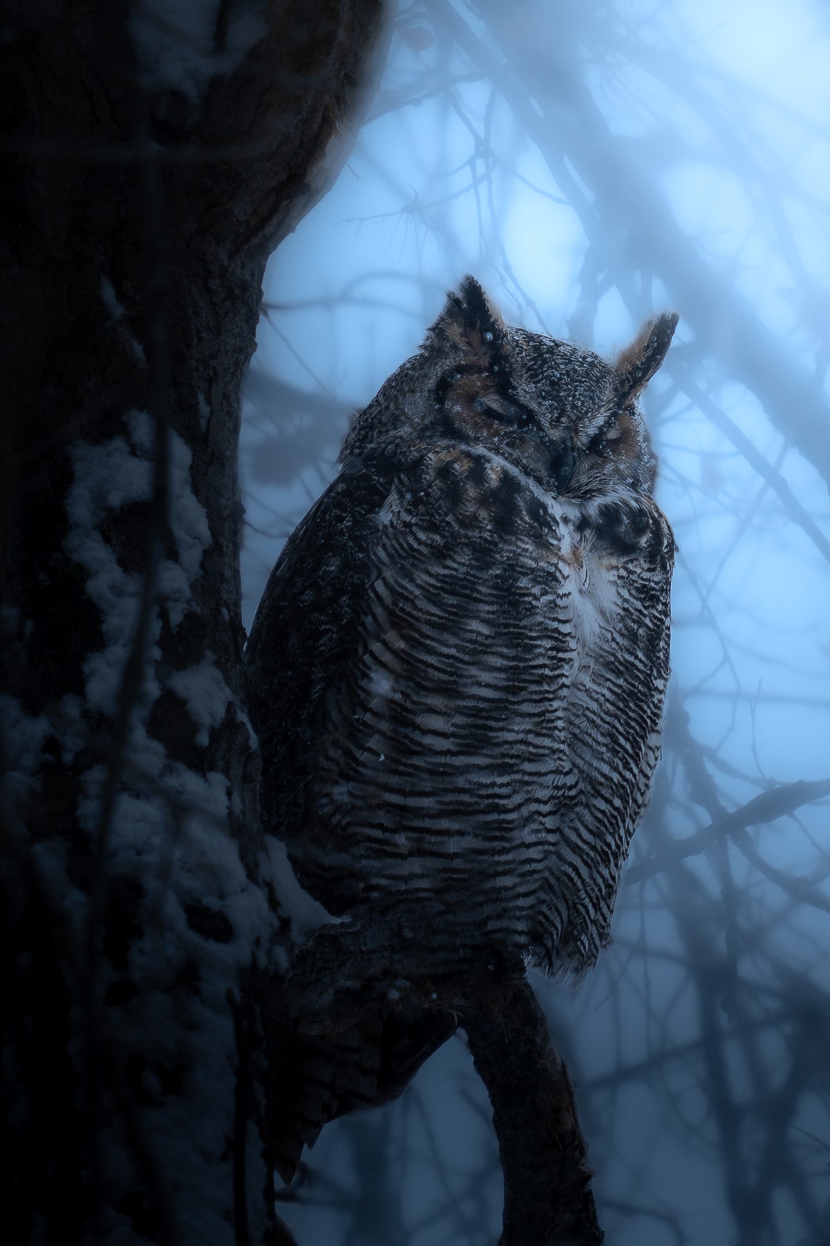 Great Horned Owl in Winter