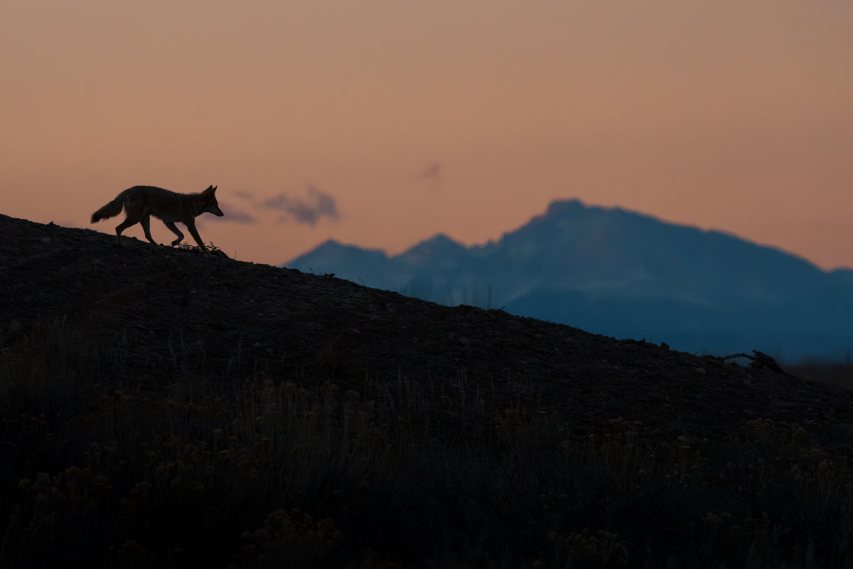 Coyote Sunset