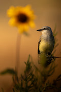 Western Kingbird in Summer