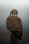 American Kestrel