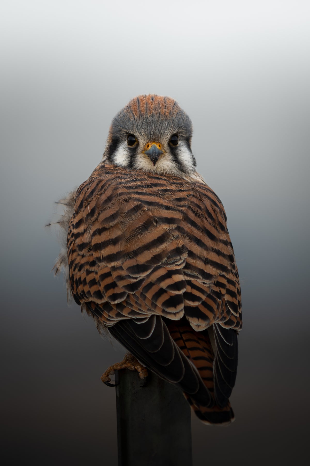 American Kestrel