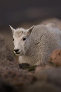Mountain Goat