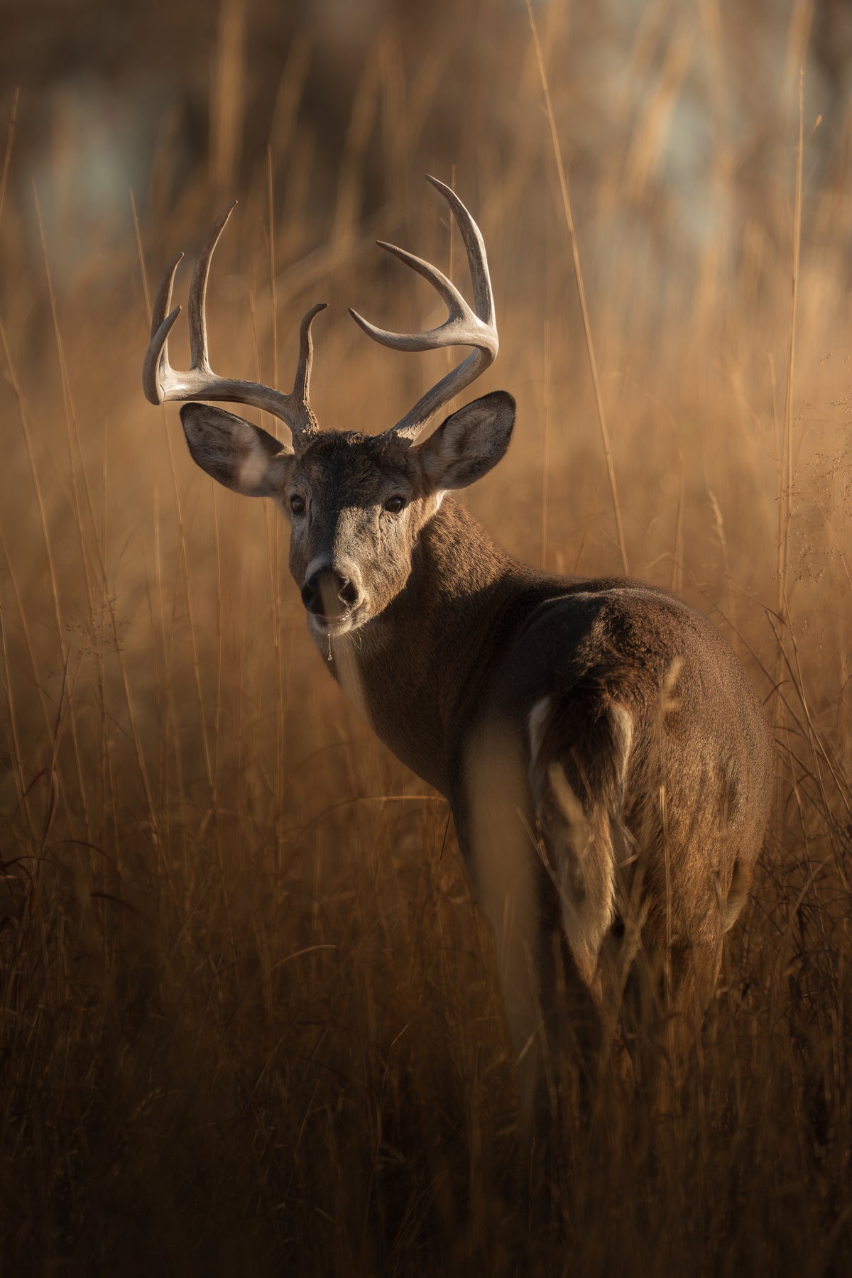White-tailed Deer