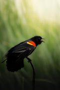 Red-winged Blackbird