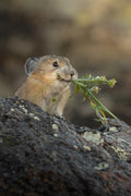American Pika Foraging