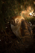 Sleepy Barn Owl