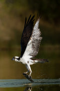 Osprey
