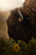American Bison Smelling Flowers