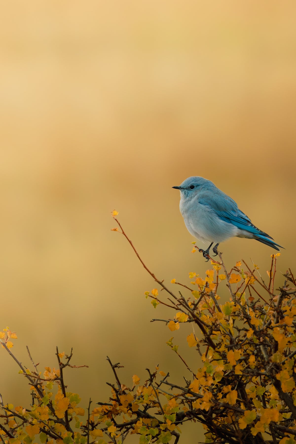 Mountain Bluebird