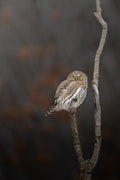 Northern Pygmy Owl