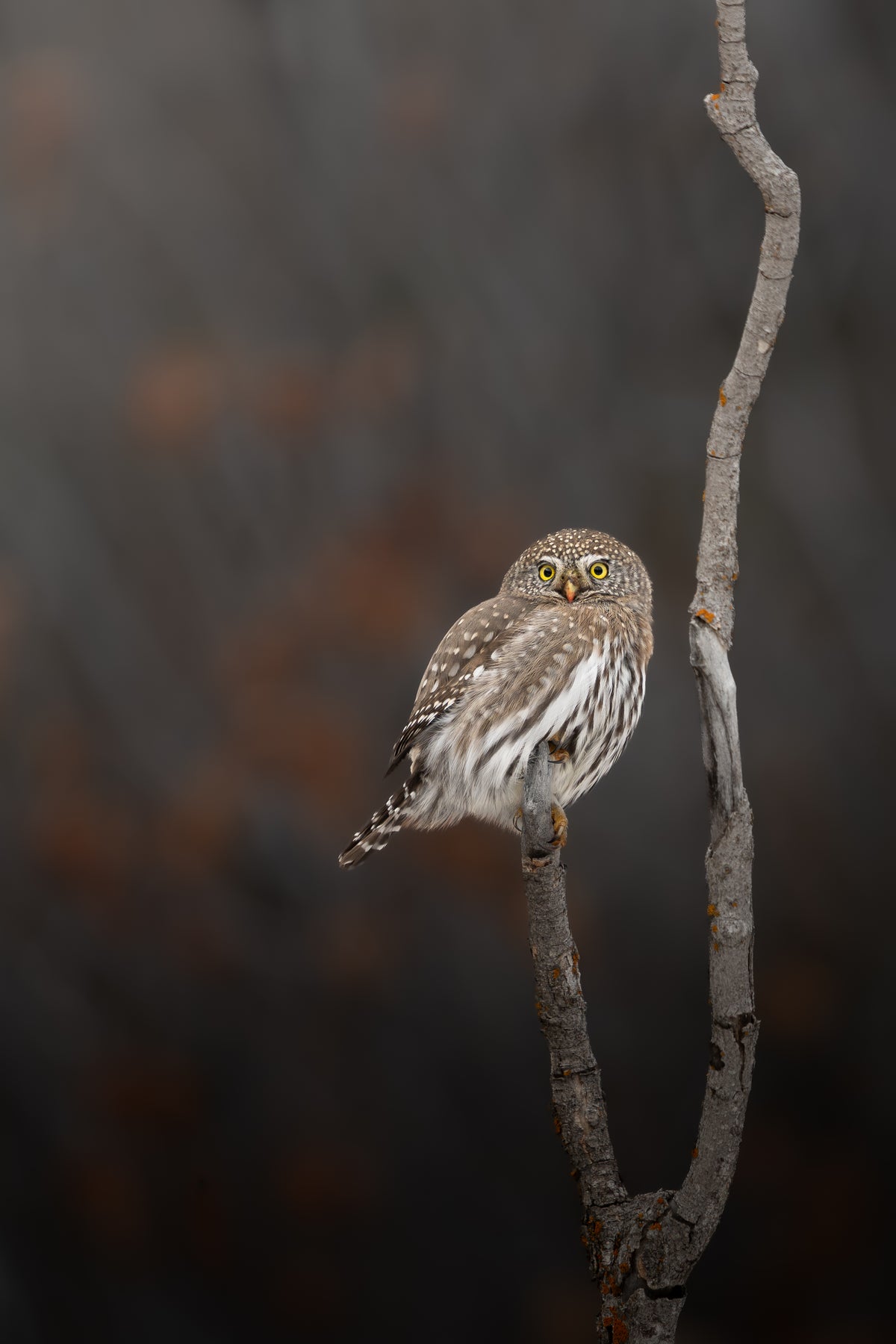 Northern Pygmy Owl