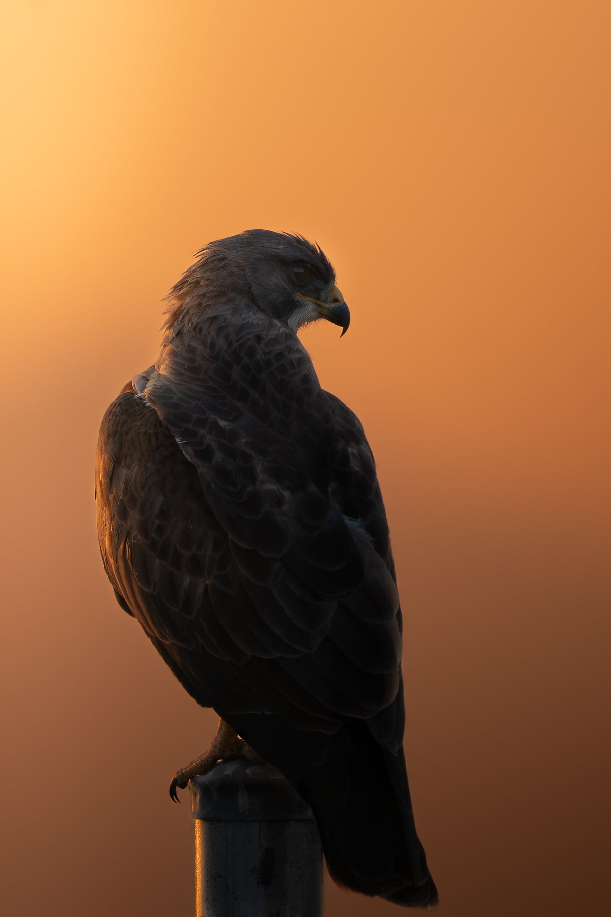 A dark bird of prey perched on a pole against a warm orange sunset background.