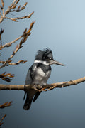 Belted Kingfisher