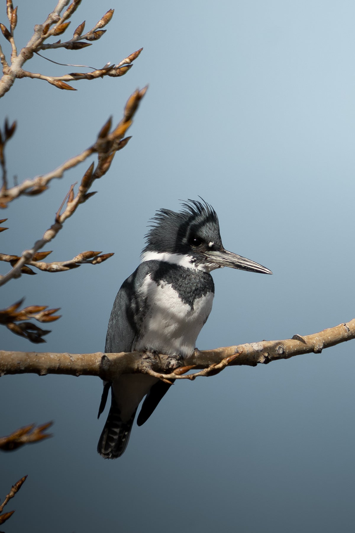Belted Kingfisher