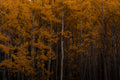 Colorado Aspens