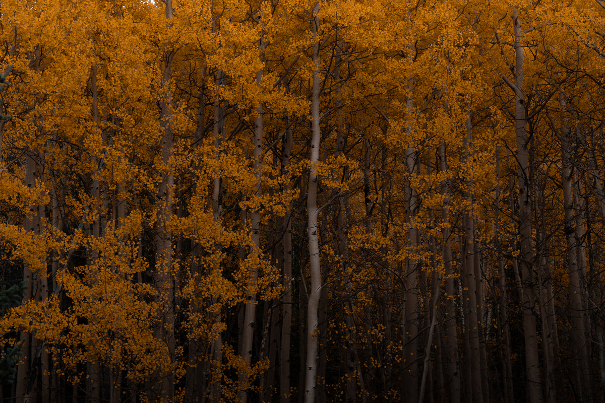 Colorado Aspens