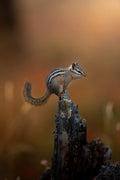 Yellowstone Chipmunk