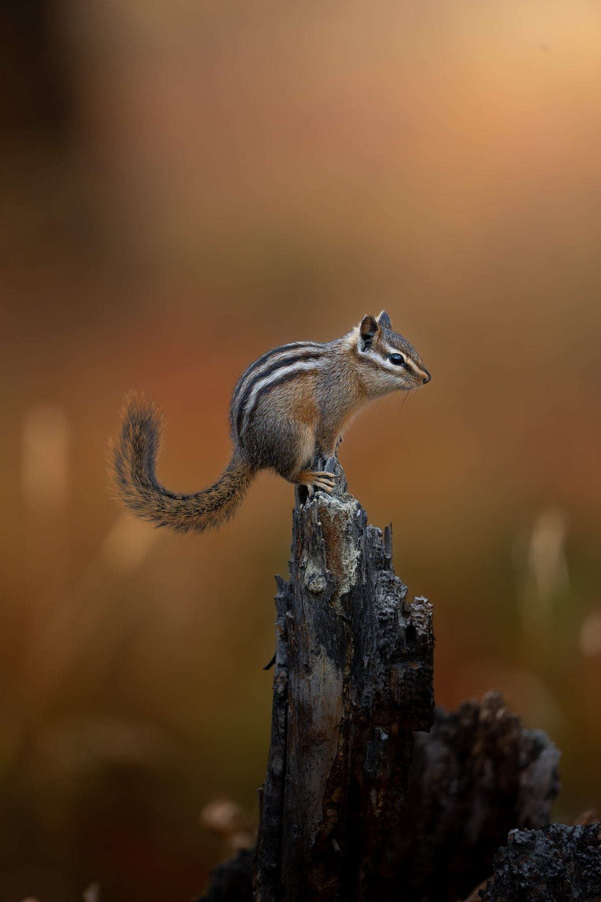 Yellowstone Chipmunk