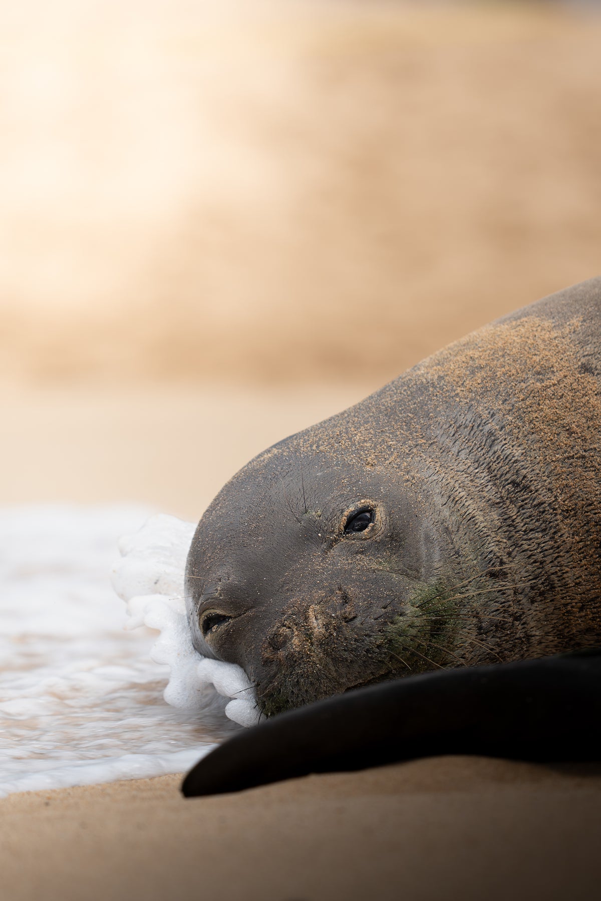Hawaiian Monk Seal