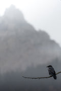 Teton Raven