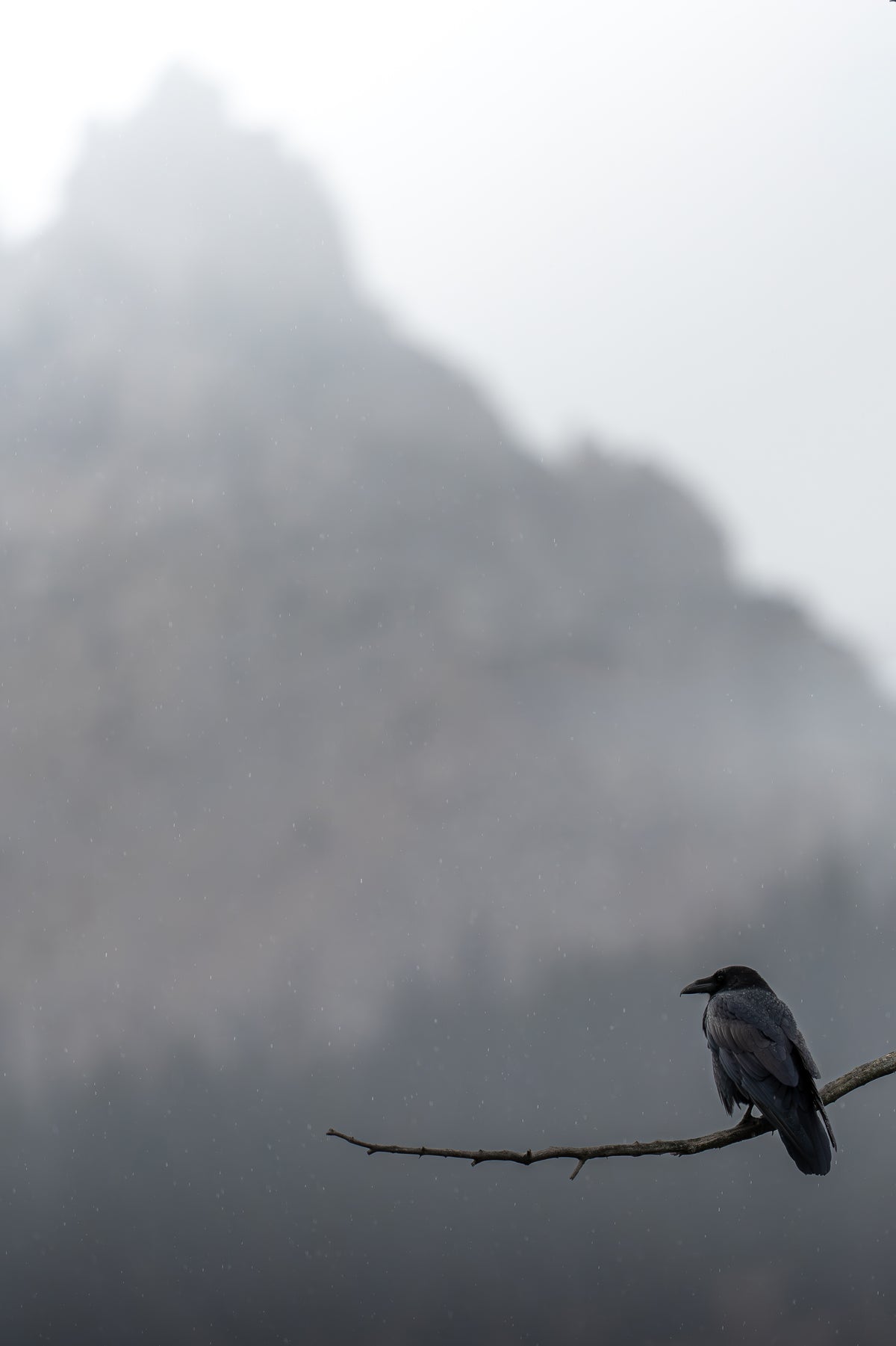 Teton Raven