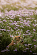 Prairie Dog in Spring
