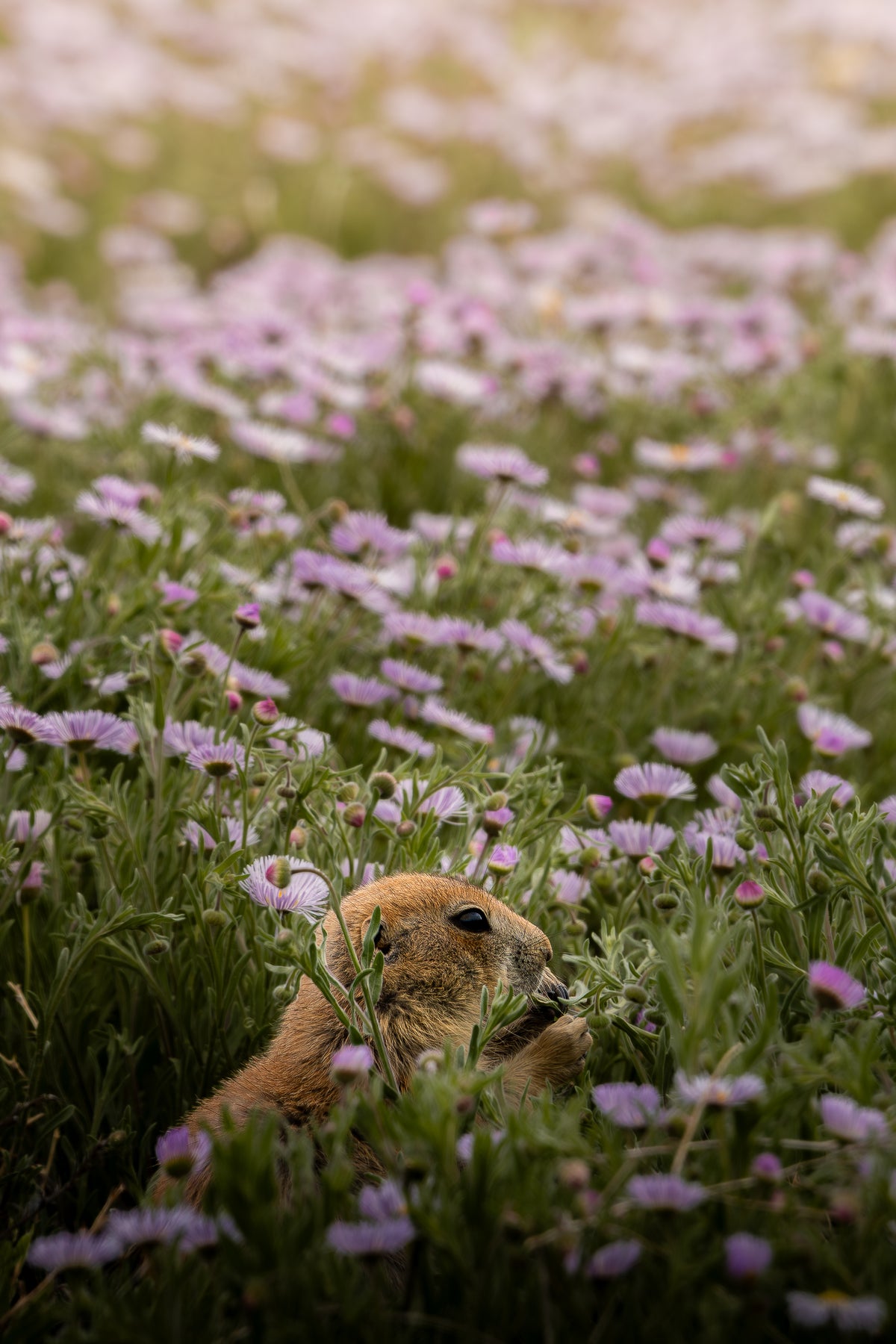 Prairie Dog in Spring