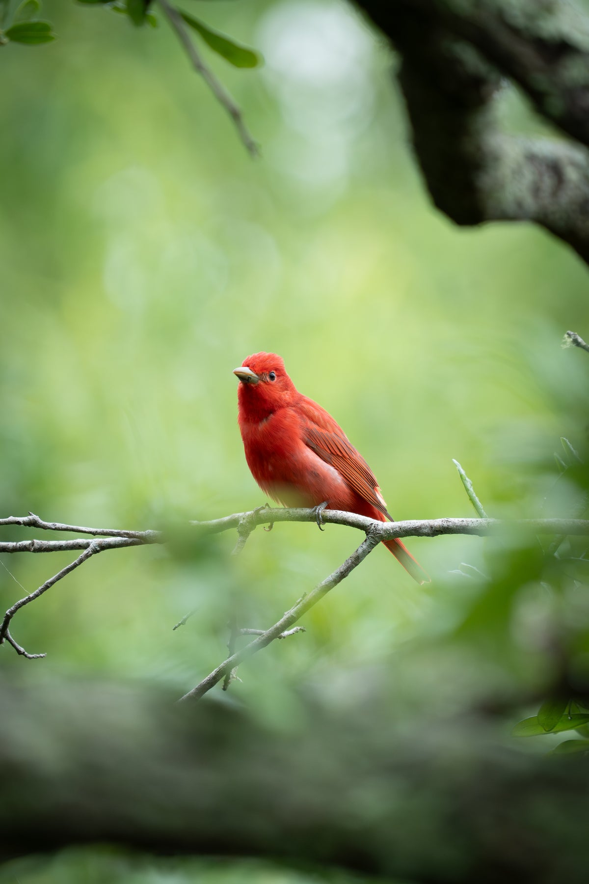 Summer Tanager
