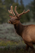 Grand Teton Elk