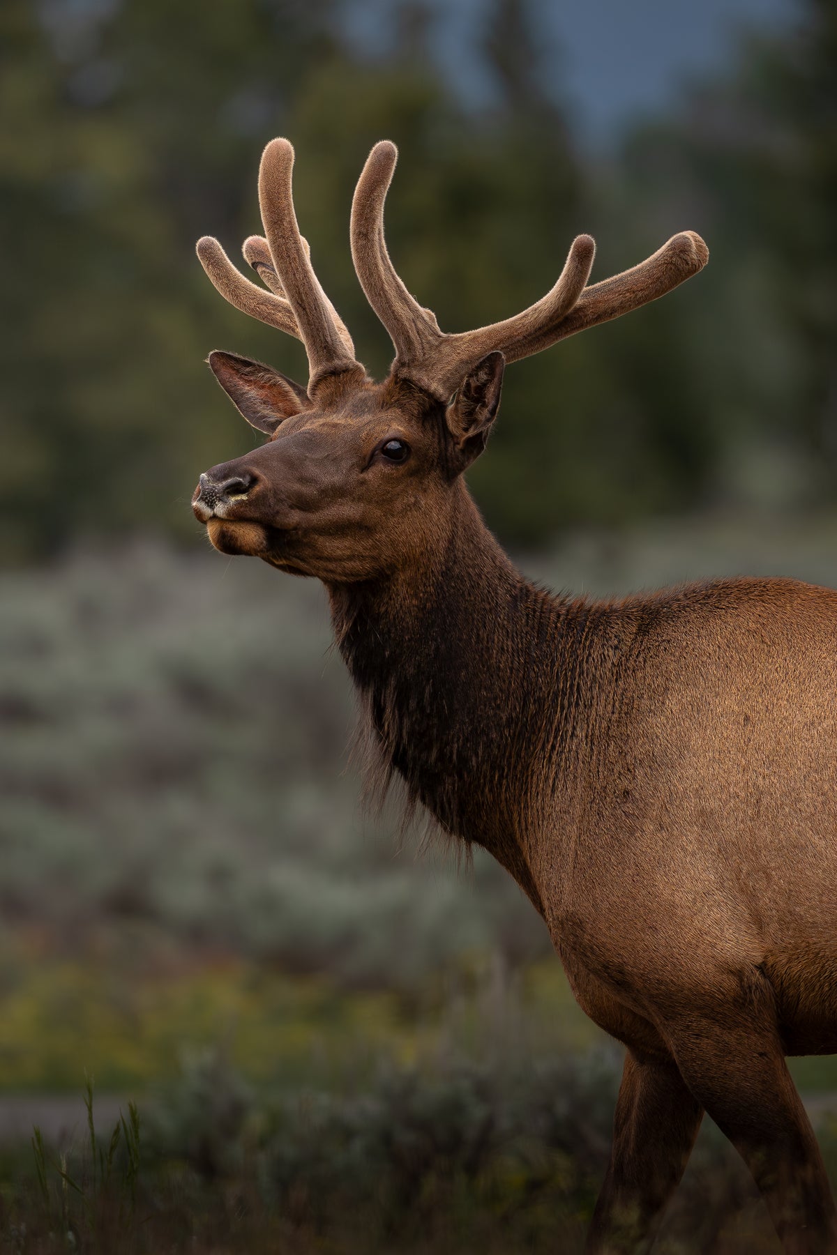 Grand Teton Elk