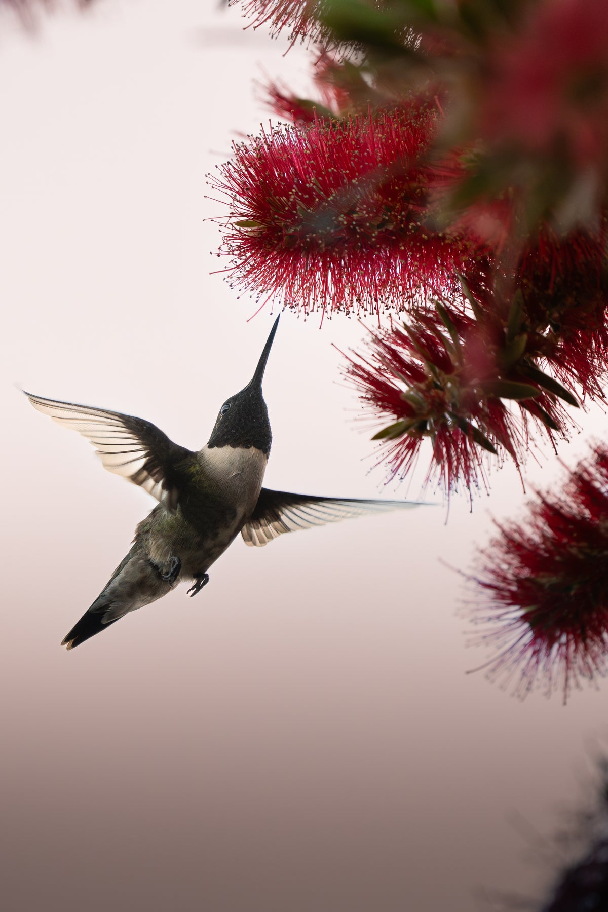 Ruby-throated Hummingbird